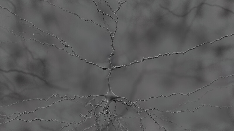 Into the Brain