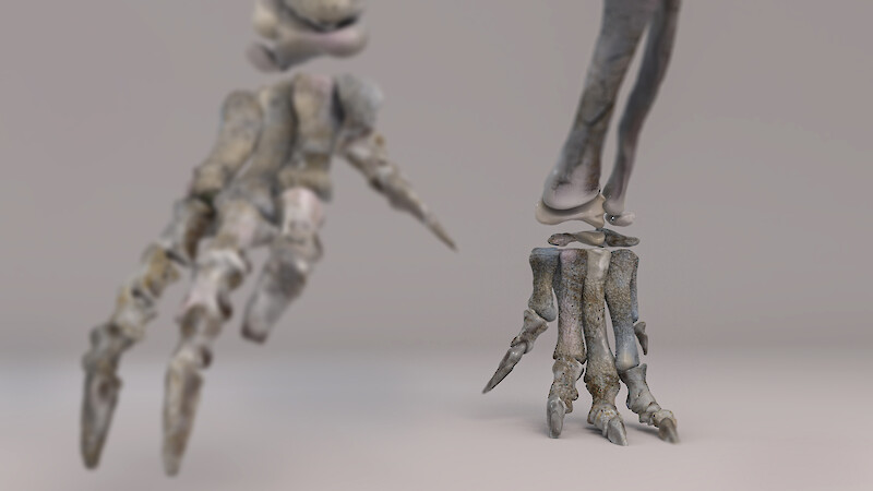 Now They Use Two Legs