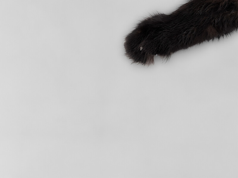 Cat and Mouse