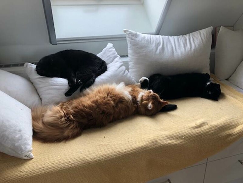 Jacqueline's Katzen: Rundum versorgt und geliebt.