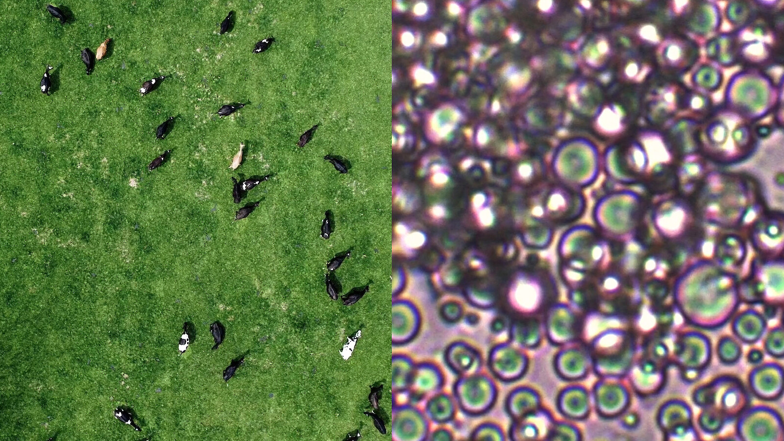 «White Gold» © ZHdK.